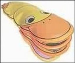 Tchibum Paco: o Pato
