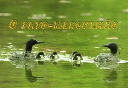 O pato-mergulhão