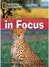 Cheetahs in Focus