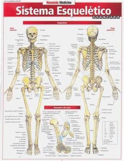 Sistema Esquelético