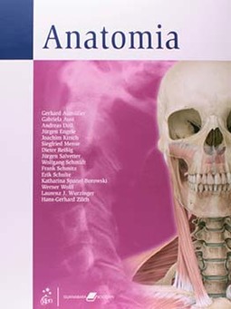 Anatomia