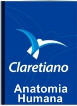 Anatomia Humana
