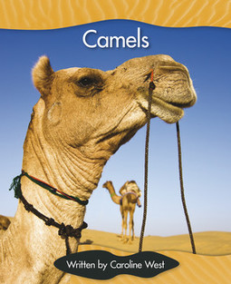 Camels
