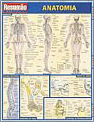 Resumão: Anatomia