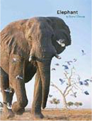 Elephant - Importado
