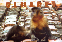 Olhares: fotopoemas