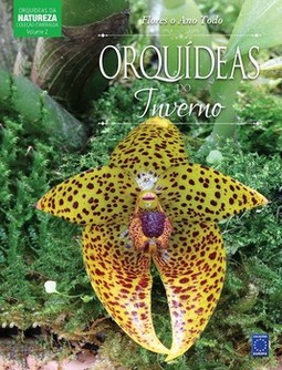 Flores o ano todo: orquídeas do inverno