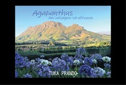 Agapanthus das paisagens sul-africanas