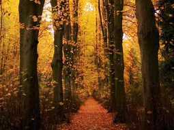 Poderosos Instrumentos de Deus