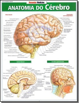 Resumão - Anatomia Do Cerebro