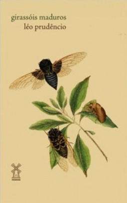 girassóis maduros