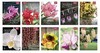 Coleção Rubi: orquídeas da natureza