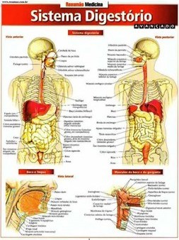 SISTEMA DIGESTORIO AVANCADO
