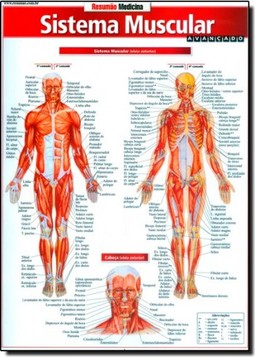 Resumao - Sistema Muscular Avancado