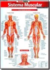 Resumao - Sistema Muscular Avancado