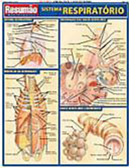 Resumão: Sistema Respiratório