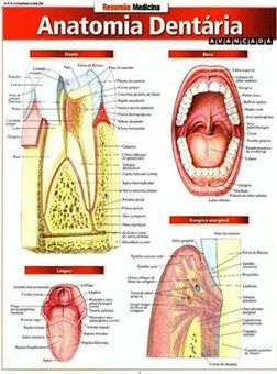 ANATOMIA DENTARIA AVANCADA