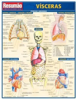 Resumão: Vísceras: Torácicas e Abdominais