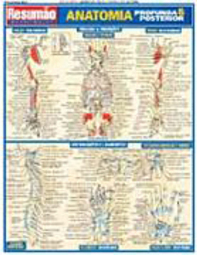 Resumão: Anatomia Profunda & Posterior