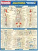 Resumão: Anatomia Profunda & Posterior