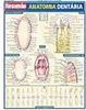 Resumão: Anatomia Dentária