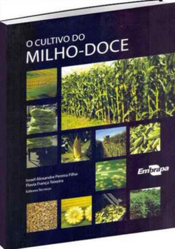 O cultivo do milho-doce