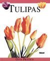Tulipas: Guia Prático
