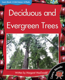 Deciduous and evergreen trees